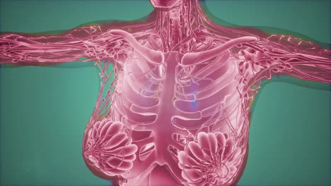 Mammographie-Röntgenbildgebung-Zur-Brustkrebsdiagnose